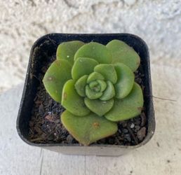 2 Inch Pot Succulent Plant - Aeonium Lindleyi -  Tree of Love - Established Plant - Drought Resistant -🪴 Perfect Baby Wedding Shower Favors.