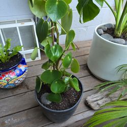 Coin-Leaf (Peperomia Polybotrya)