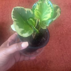 Salt And Pepper Peperomia Plant In 4” Pot