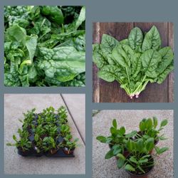 Organic spinach plants$3-$4 Each pot