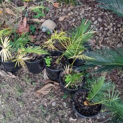 Palm Plants