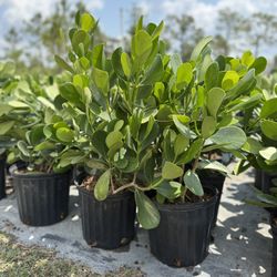 Clusia 3 Gallon Plants