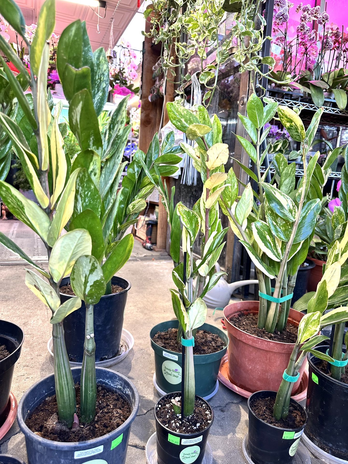 Big Variegated Zz Plants Kim Tin Var t Bin $75 And Up