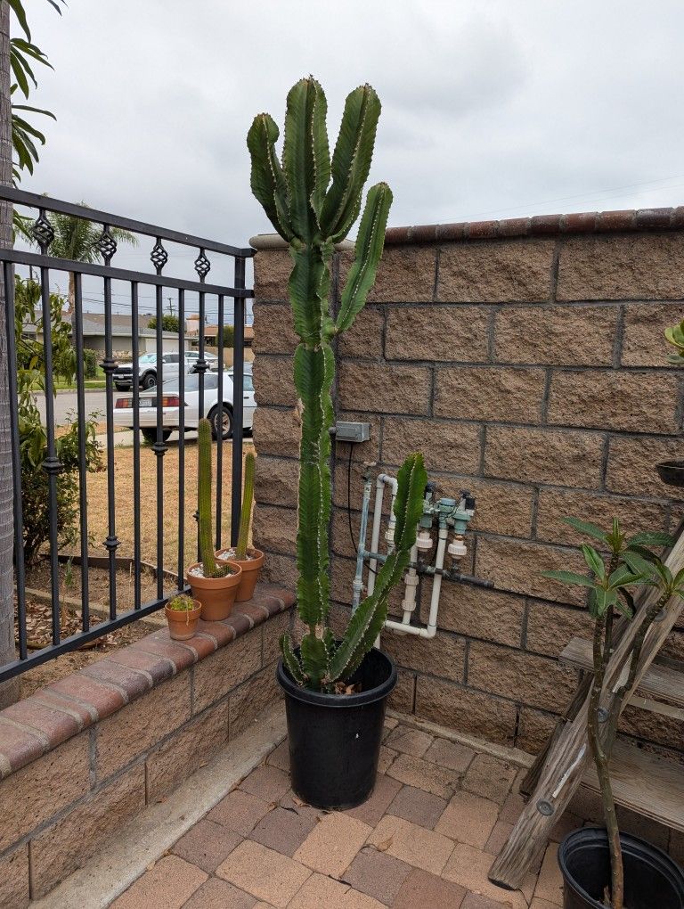 7 Feet Tall Cactus Plant