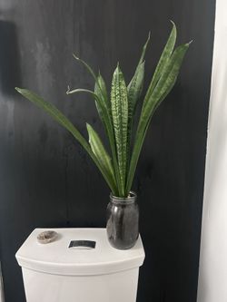 SNAKE PLANT
