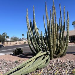 Free Cactus Starters