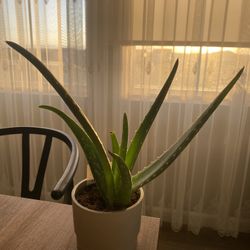 Live Aloe Succulent Plant 