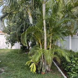 palm trees  different size 