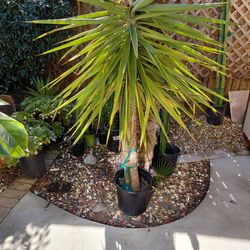 Very Large Yucca