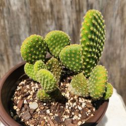 Opuntia Cactus  Bunny Ears  Cactus 🌵🐰🌵