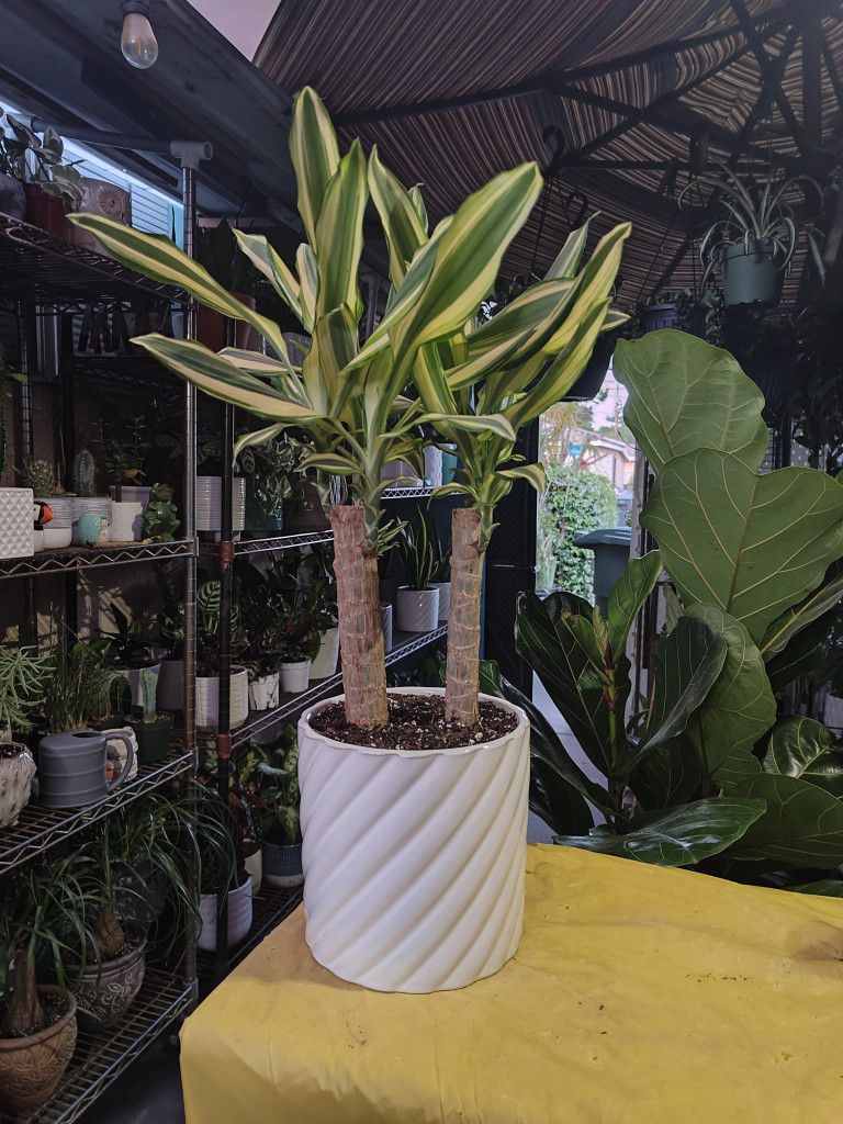 Dracaena Cane Indoor Plant 