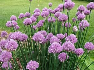 Chives, 6" pots, ready for use, edible, perennial, pollinators love them
