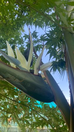 White bird of paradise $28
