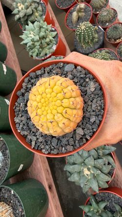 $30 each varigated cactus imported