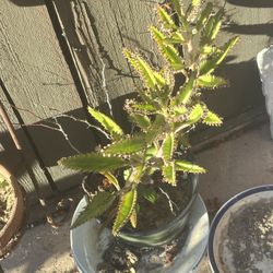 Plants For Sale 