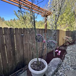 3 Feet Tall Golden Delicious Apple Tree In A 24” Pot