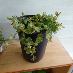 String  Of Turtles 