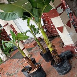 Banana and mango plants