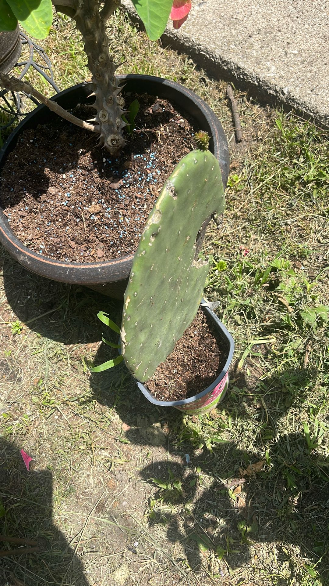 Nopal Comestible