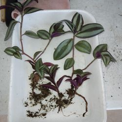 4 Striped Wandering Jew Tradescantia Cuttings $6-Ship $3.50