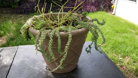 Fire Stick and Succulent "Burros Tail" in a Reconditioned Poly Pot