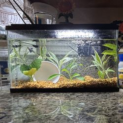 Fish Tank 
