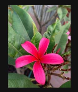 Plumeria cutting
