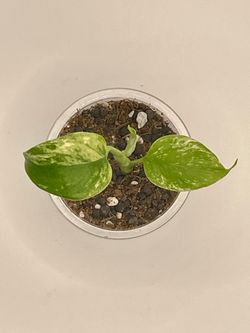 Monstera Sphinx Mint
