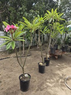 Plumeria flower
