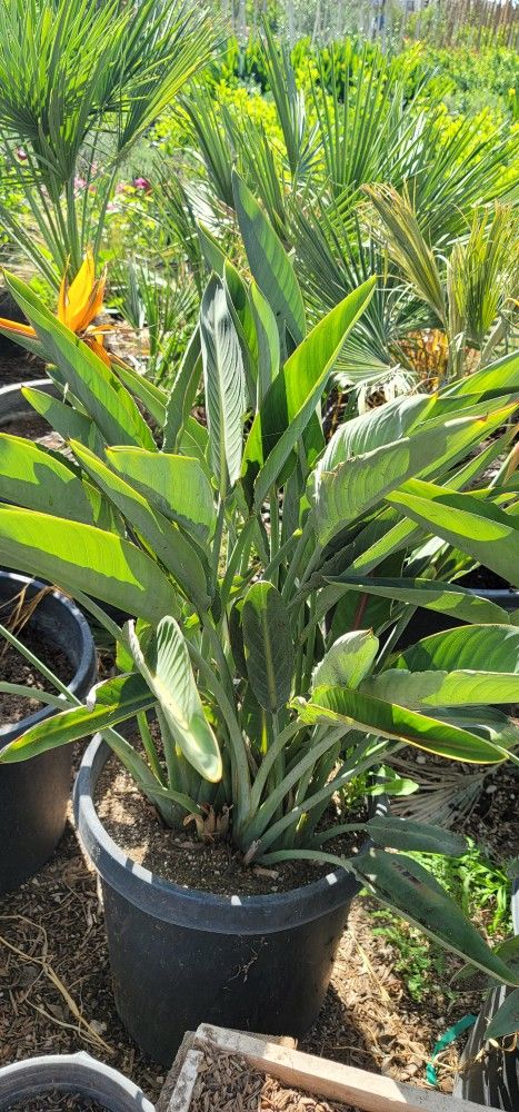 Bird Of Paradise 