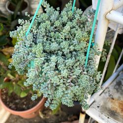 Corsican Stonecrop or Blue Tears
