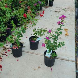 Crape Myrtle Trees 1gallon 3ft Tall 