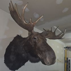 Moose Mount