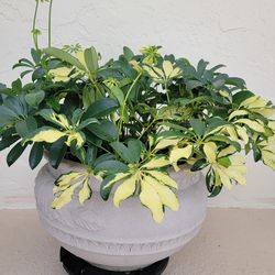Plants In Big Pot
