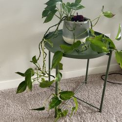 Long Vine And Full Golden Pothos In Ceramic Pot 