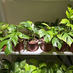 Houseplants for Sale