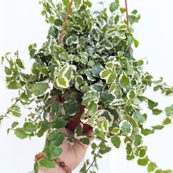 Creeping Ficus Repens Variegated Plant 6" Pot - Indoor House Plants