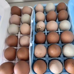 Farm fresh eggs