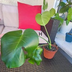 Rutted Monstera Deliciosa Cuttings