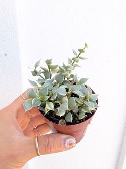 Dischidia Ruscifolia Million Hearts Variegated Plant 2" Pot - Indoor Door Plants