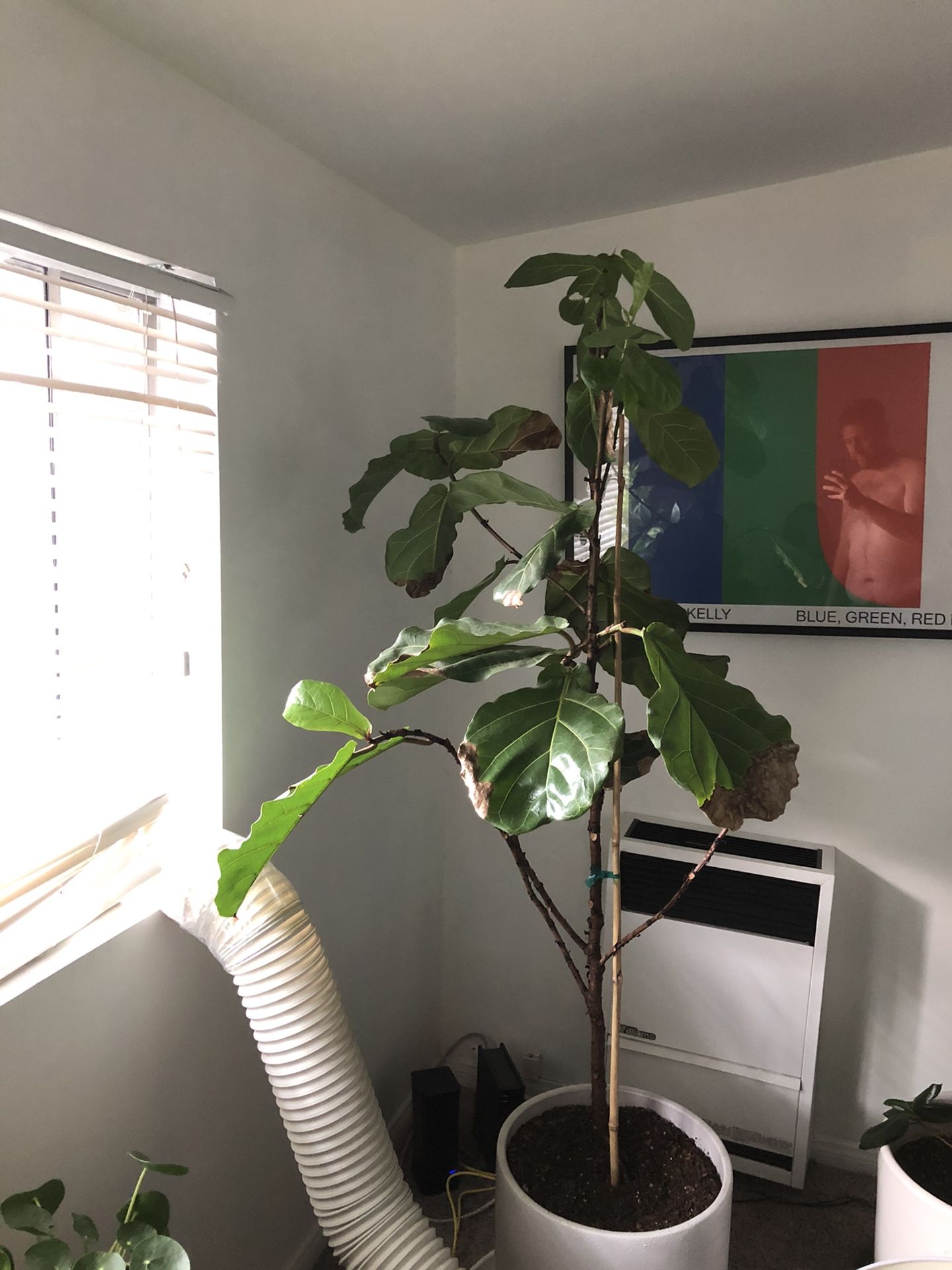 Fiddle Leaf Fig Tree (just the tree)!