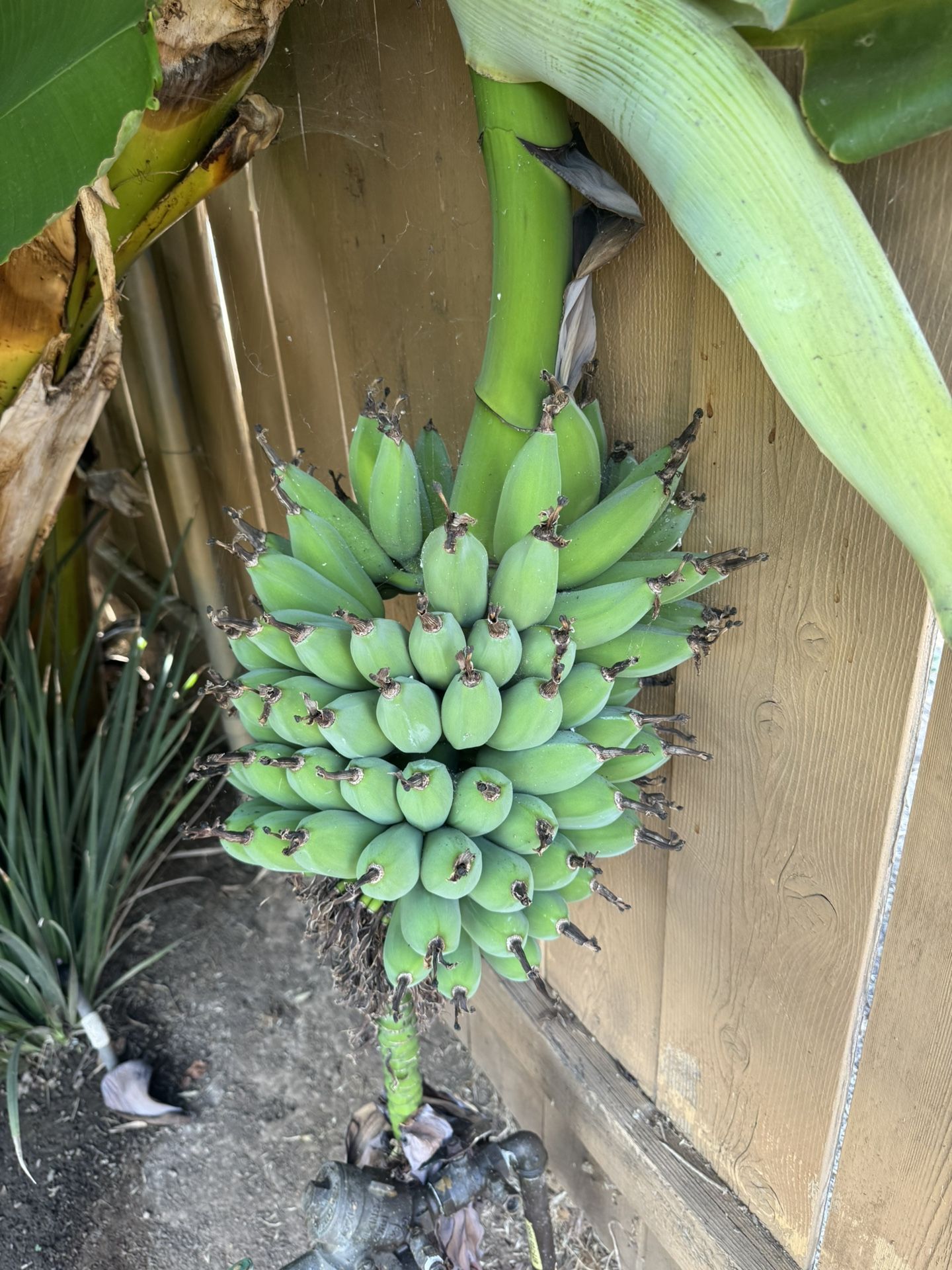 Organic banana stem