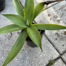 Small Foxtail Agave Plants In A Pots