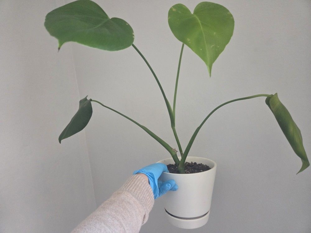 Monstera plant