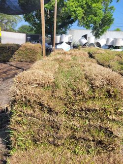 Discounted Evergreen St Augustine  Sod