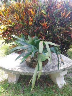 Stag horn fern plants $50 each