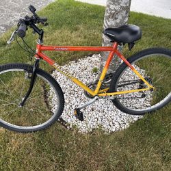 Adult Bike