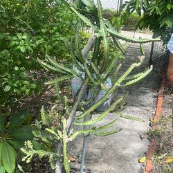 Mature 4.5feet Euphorbia 