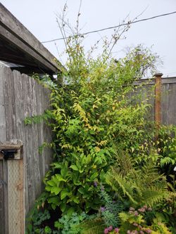 Keeria Perennial Spring Blooming Shrub