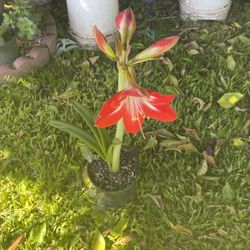 Planta de Azucena roja con blanco